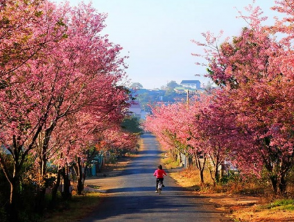 Tour du lịch Đà Lạt 3 ngày 3 đêm