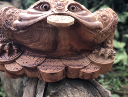 CÓC GỖ NGẬM TIỀN (THIỀM THỪ)