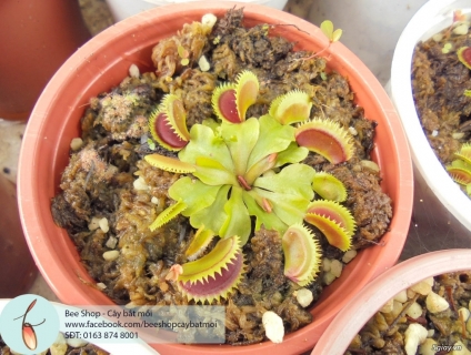 Cây bắt mồi cây ăn thịt