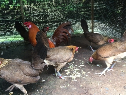 CẦN BÁN GÀ MÁI TRE MỸ F1 CHA MẸ NHẬP