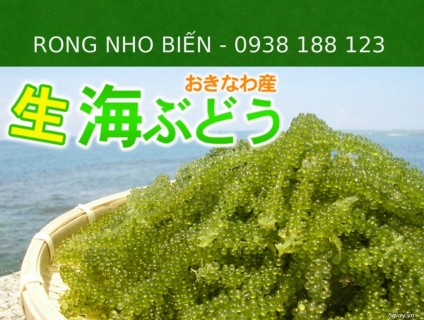 Nho Biển Xuất Nhật