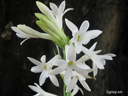 huệ trắng Đồng Tháp giá gốc