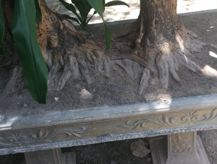 Cần bán cây phát tài( thiết mộc lan) có 1 ko 2