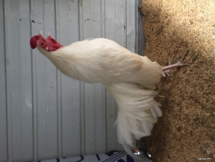 Tre úa chân trắng 1k1