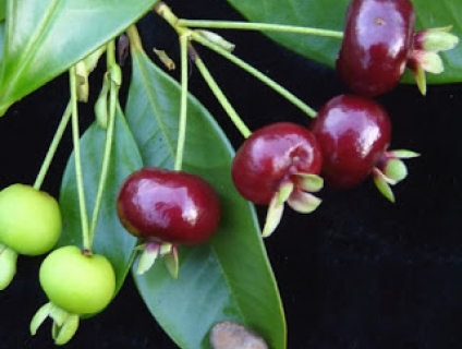Cherry Brazil Tại Nhà vườn Khánh Võ
