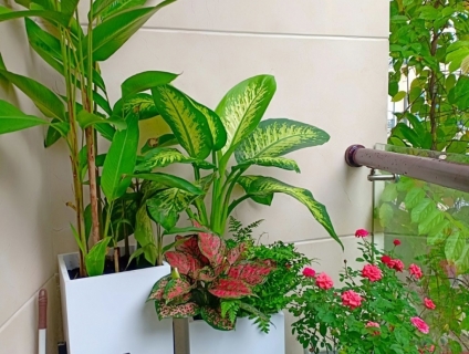 Cây cảnh, tiểu cảnh, sân vườn, thiết kế ban công