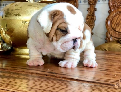 bull anh cần tìm nhà mới