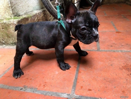 bull pháp đen cần tìm nhà mới