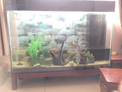 Bể thuỷ sinh gỗ tốt 1m2 x 1m