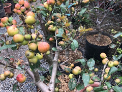 CƠN SỐT GIỐNG TÁO LÙN MỸ TẠI VIỆT NAM