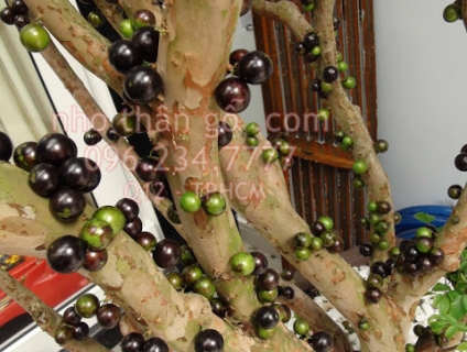 Giống nho thân gỗ độc lạ đang cho trái tại nhà vườn Khánh Võ