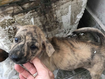 Bán 2 Pé Phú Quốc Vện Đen , Móng Đeo , Giá rẻ có hình chó cha mẹ !