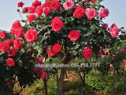 Hoa hồng Tree Rose giá tốt - đang ra bông - bông to tại vườn