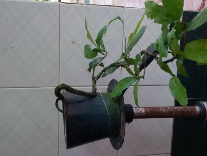 can ban mai vang thac đỗ