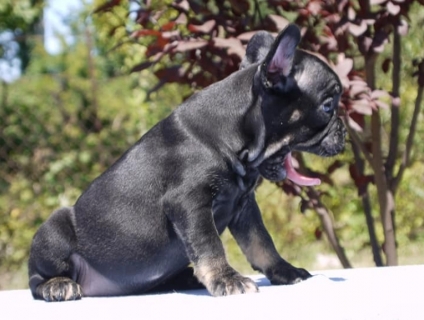 bull pháp cần tìm nhà mới cho các bé