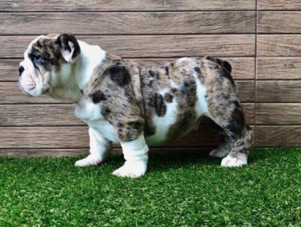 bull anh 3th  cần tìm nhà mới cho các bé