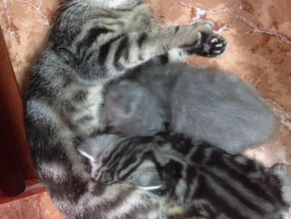 Tìm nhà cho 2 bé scotish cái 1 cụp 1 vểnh