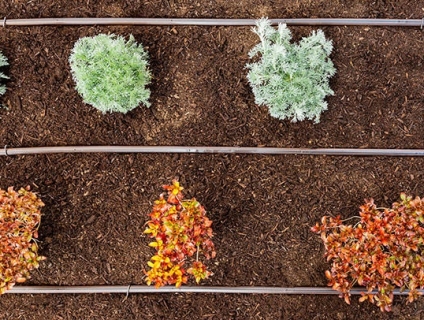 Phương pháp lắp đặt hệ thống tưới cây nhỏ giọt tự động đơn giản