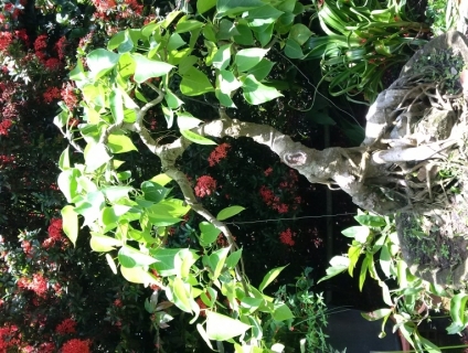 ban cay lam vồ om đá dáng dep