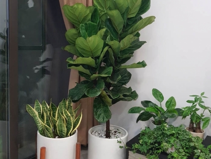 Cây nội thất Bàng singapore