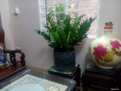 Cây kim tiền trồng trong nhà vừa ý nghĩa vừa tốt cho sức khỏe