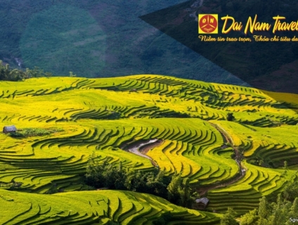 Thăm Mù Cang Chải mùa gặt lúa dịp 2/9 nhé