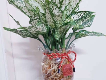 Cây Ngọc Ngân trồng trong nước tươi tắn suốt cả năm