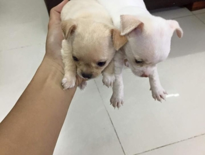 Chiahuahua lai fox cute