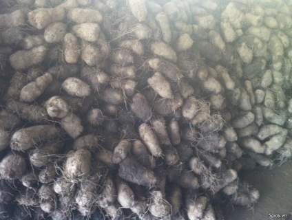 Bán Khoai mỡ Tím Long An  giá sĩ tại TP.HCM và Toàn Quốc