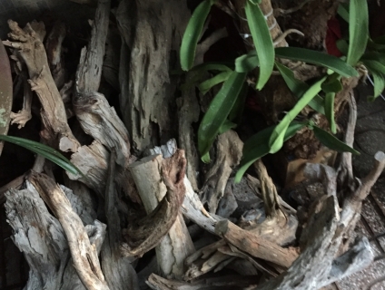 Chuyên mục lũa ghép lan, thủy sinh, tiểu cảnh