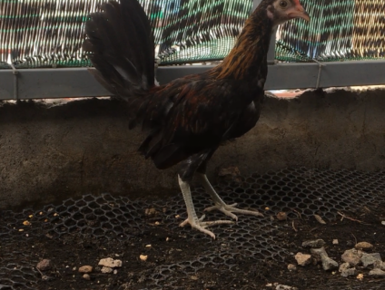 Liper hatch hàng chuẩn