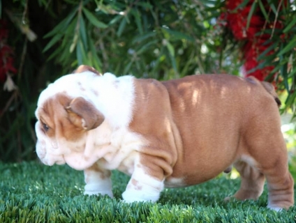 Bull anh cần tìm nhà mới