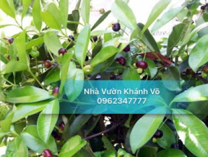 Cherry Brazil đang ra hoa thu hút giới cây cảnh