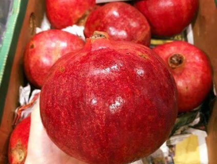 Cây lựu đỏ giống siêu trái