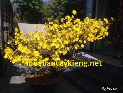 Bán và cho thuê cây mai vàng lớn nhất tại bình dương