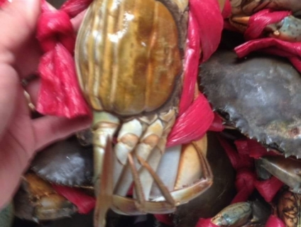 Cua năm căn cà mau