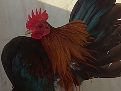 Trại gà kiểng gồm các giống gà ngoại nhập: Serama,Rosecomo,Ba Lan Sư Tử,Phoenix,Sikie,Vảy cá,gà Thái