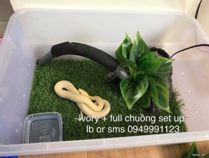 Trăn Kiểng- Mua về là nuôi - Gọn / Sạch/ Giá bình dân