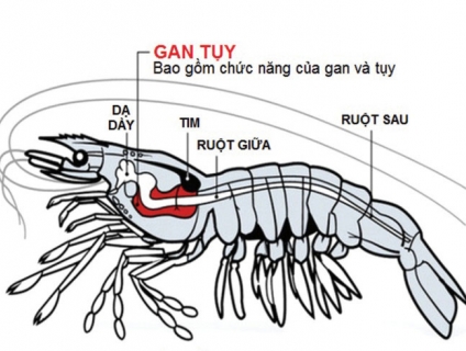 Biện pháp hiệu quả điều trị gan tôm bị teo nhỏ và sưng