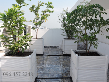 Chậu nhựa trồng cây chanh, hoa hồng, hoa giấy, cao 58cm