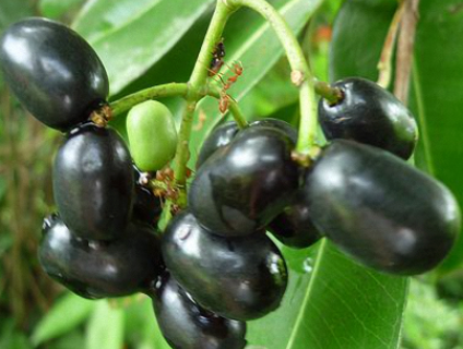 Cần mua cây trâm tím lớn đã có trái (còn có tên trâm nút áo)