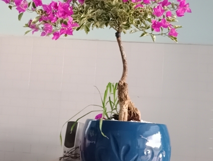 Bán cây hoa giấy trưng để văn phòng. Tặng quà