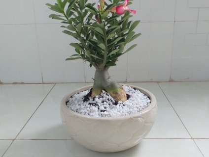 Sứ Củ- trang trí nhà cửa. Nơi làm việc