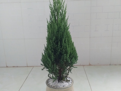 Cây Sơn Tùng để Văn Phòng. Bàn làm việc