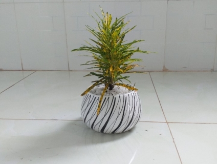 Bán Cây Vàng Anh( mai phăng) để bàn