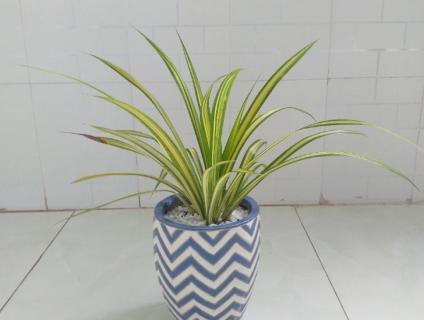 Cây Dứa vàng. Chậu sứ. Tiện chưng bày