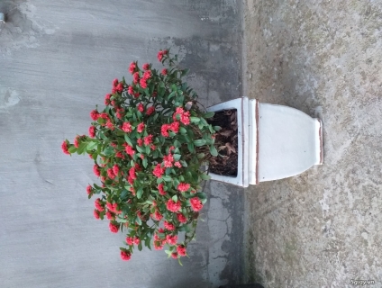 Cây Trang Mỹ. Tiện Chưng bày