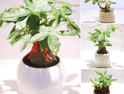 Tiny Garden - Shop Cung Cấp Các Loại Cây Cảnh Mini tại Tp HCM