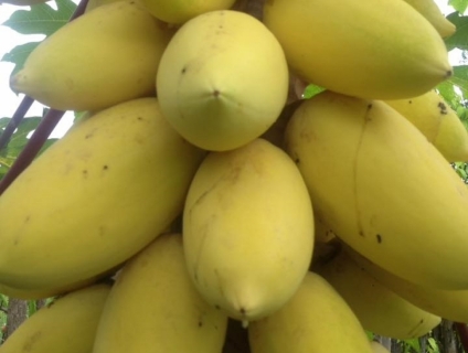 Cung cấp cây giống: Đu Đủ Lùn Thái Lan