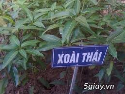 Cung cấp cây giống: Xoài Thái